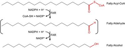 Multi-Omics Analysis of Fatty Alcohol Production in Engineered Yeasts Saccharomyces cerevisiae and Yarrowia lipolytica